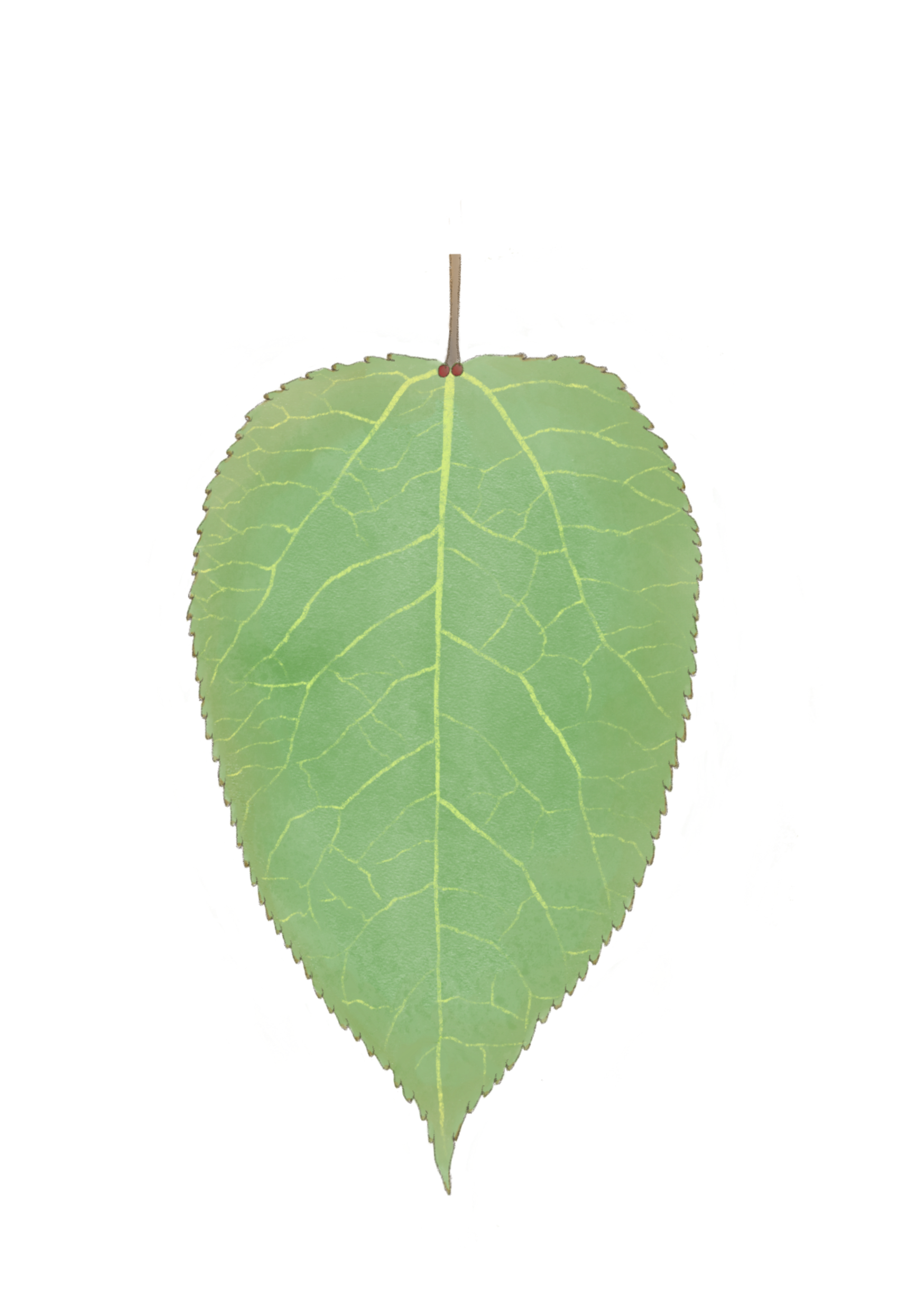 Pade_leaf.png