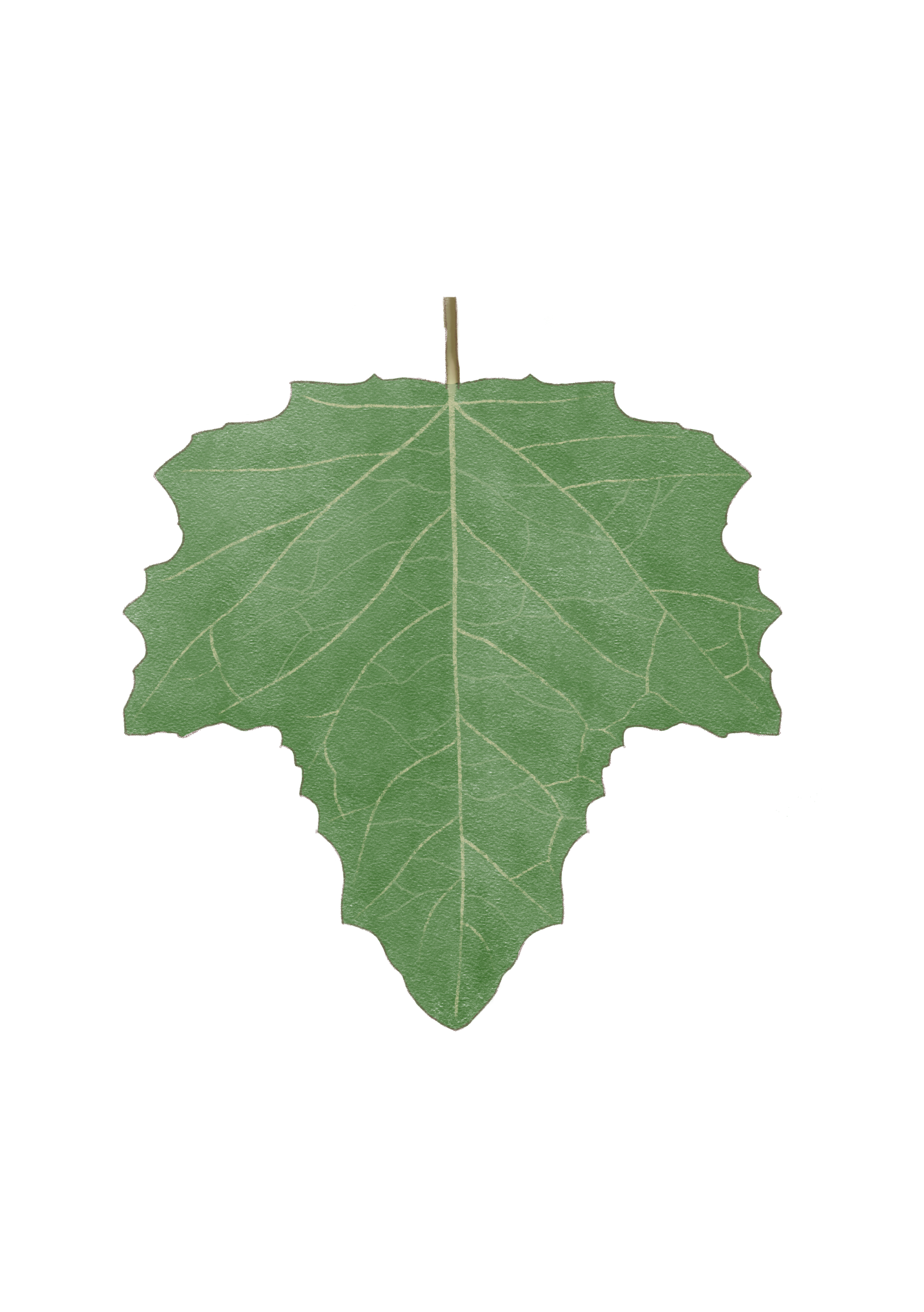 Palba_leaf.png