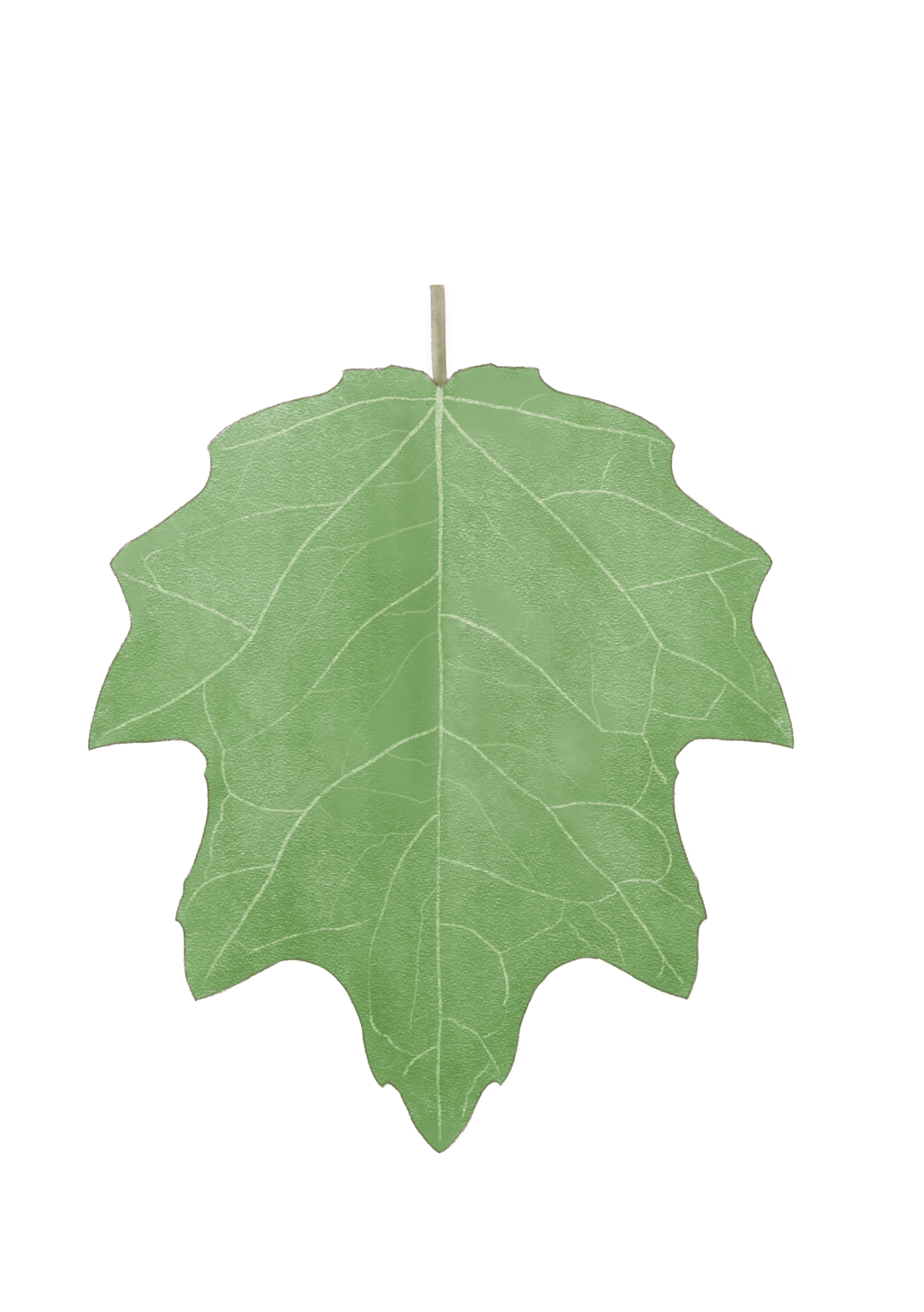 Palby_leaf.png