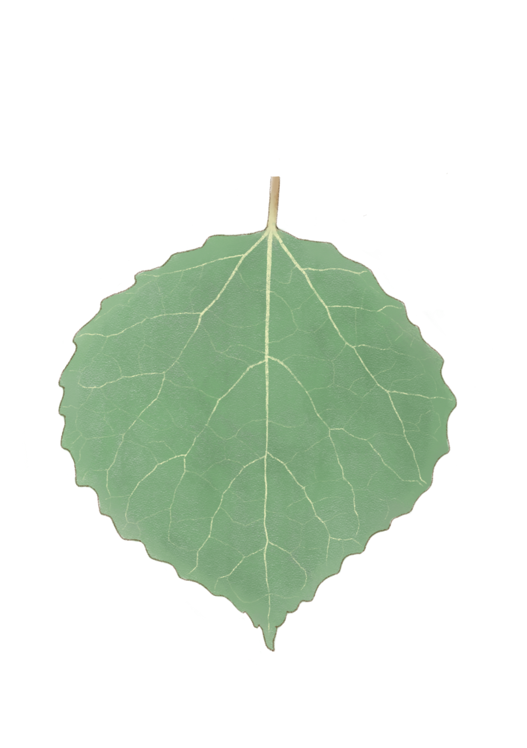 Pdav_leaf.png