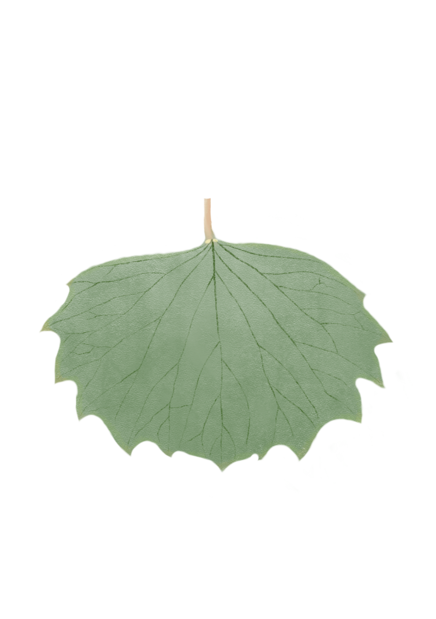 Peup_leaf.png