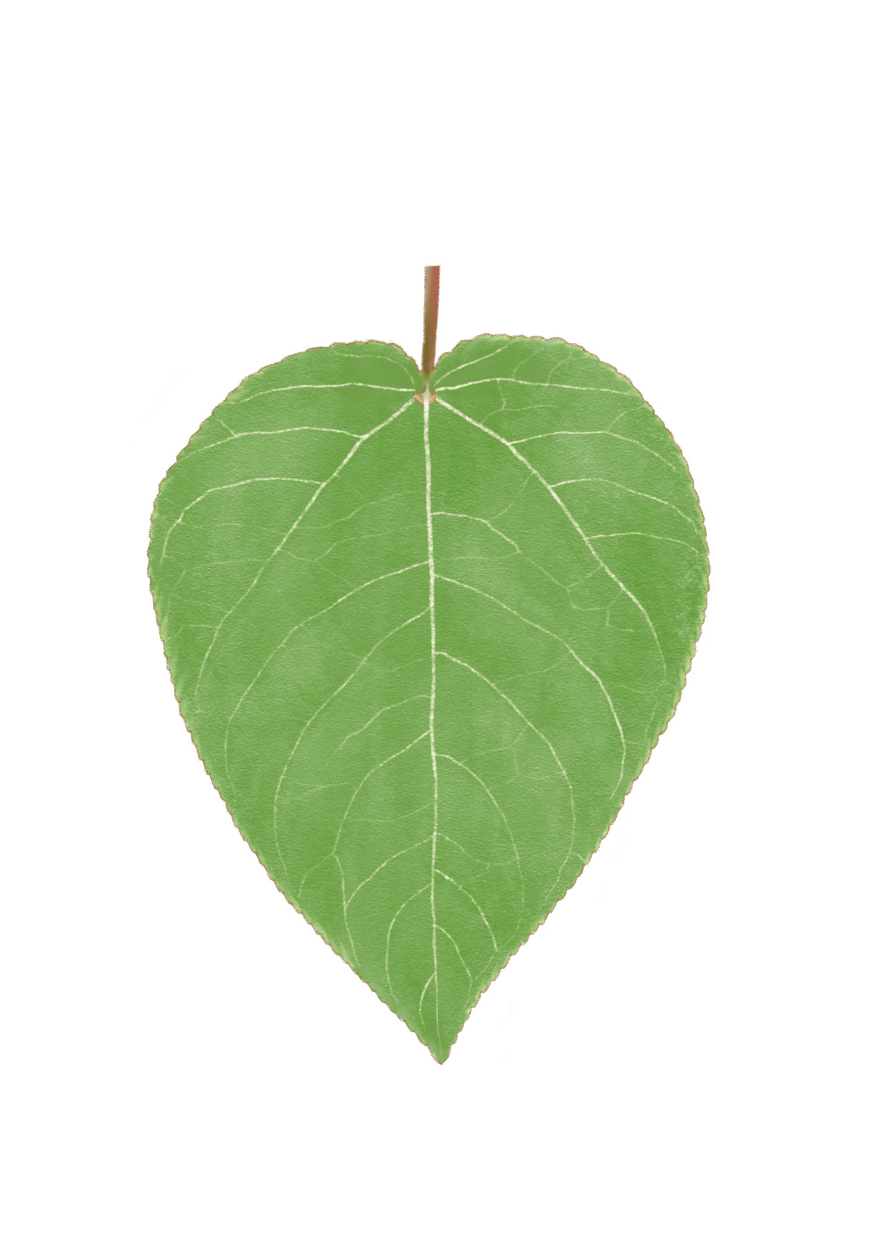 Plas_leaf.png