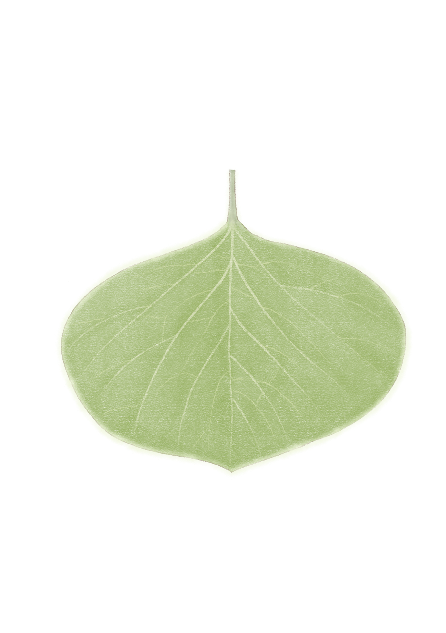 Ppru_leaf.png