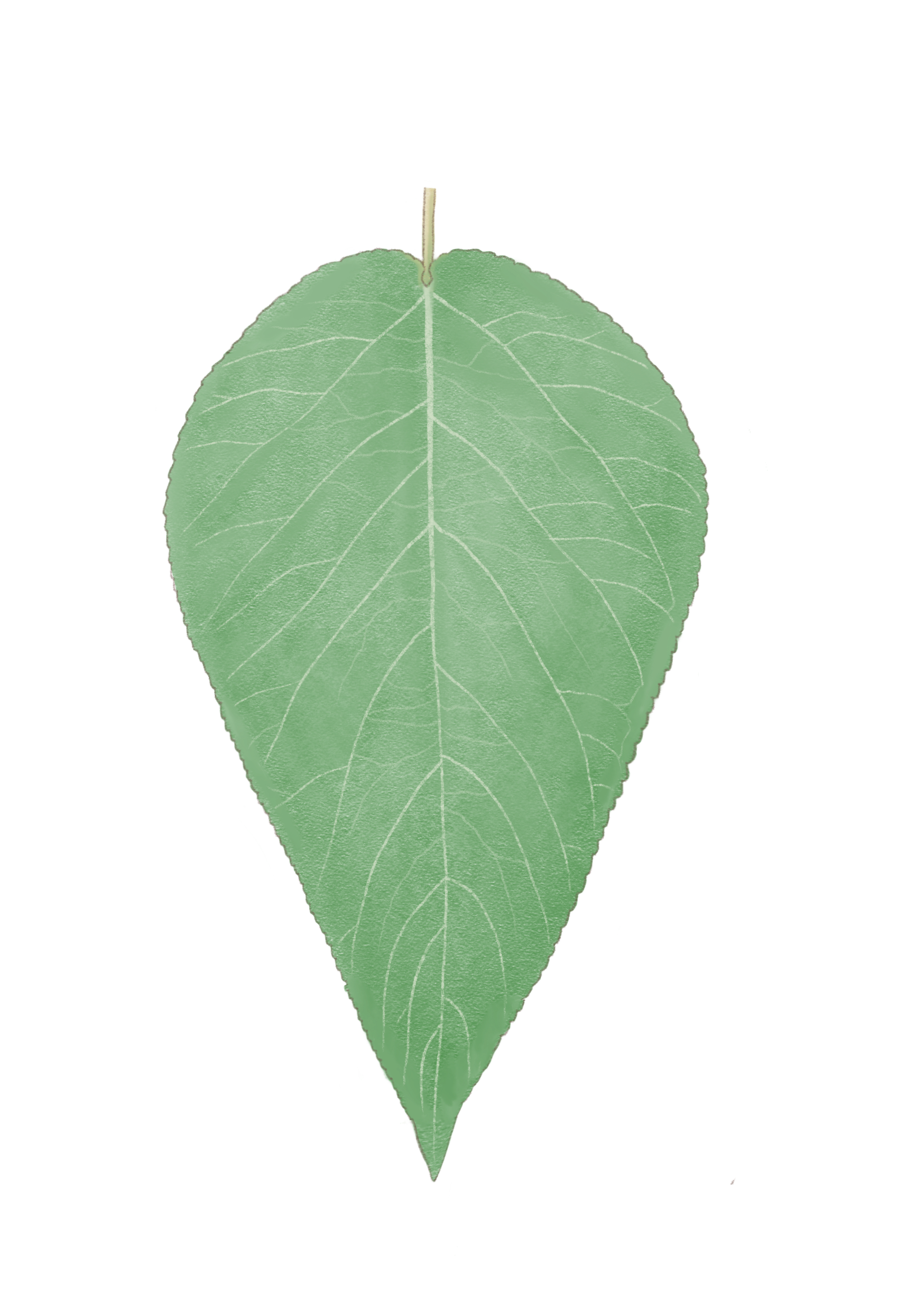 Ppse_leaf.png