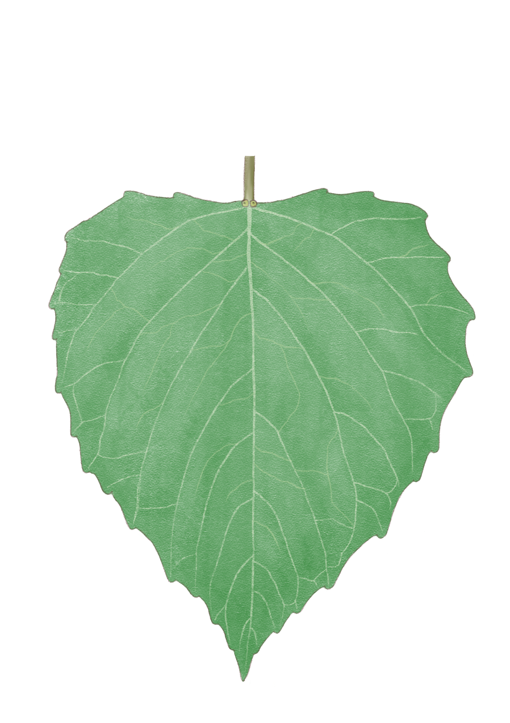 Pqio_leaf.png