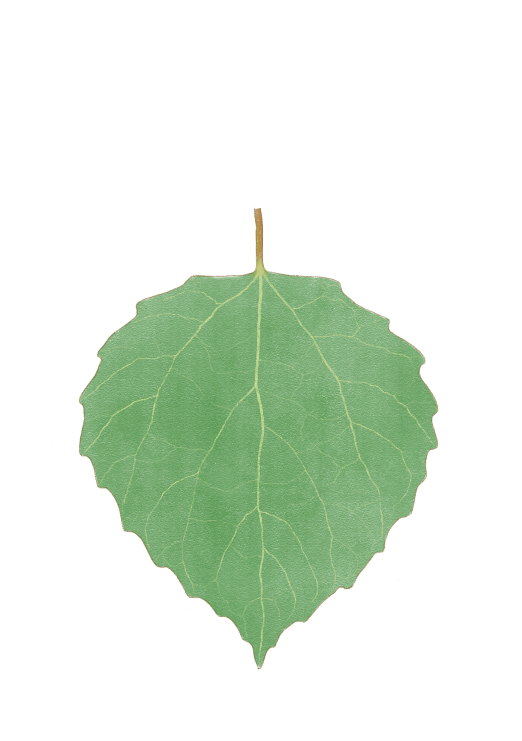 Prot_leaf.png