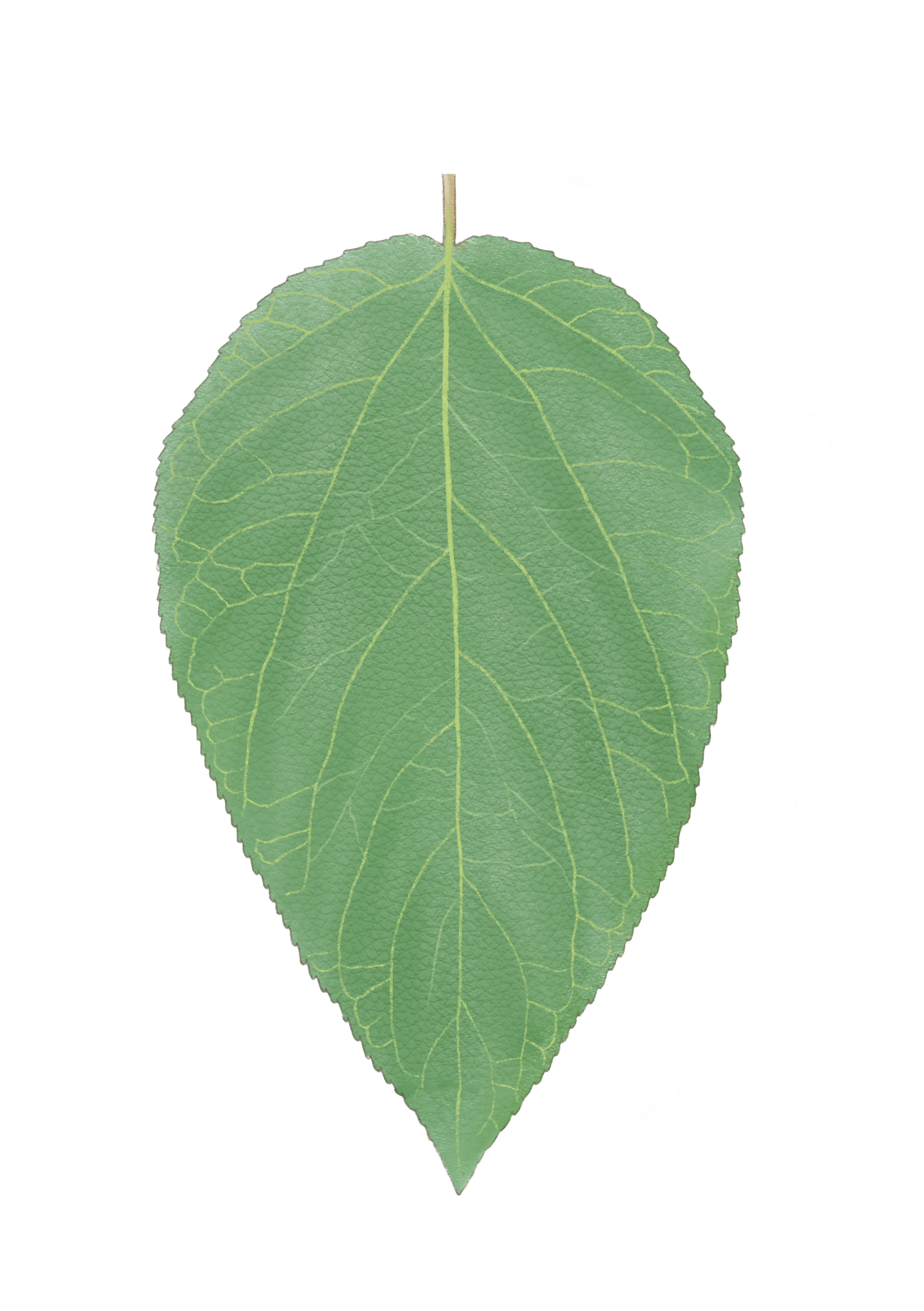 Psze_leaf.png