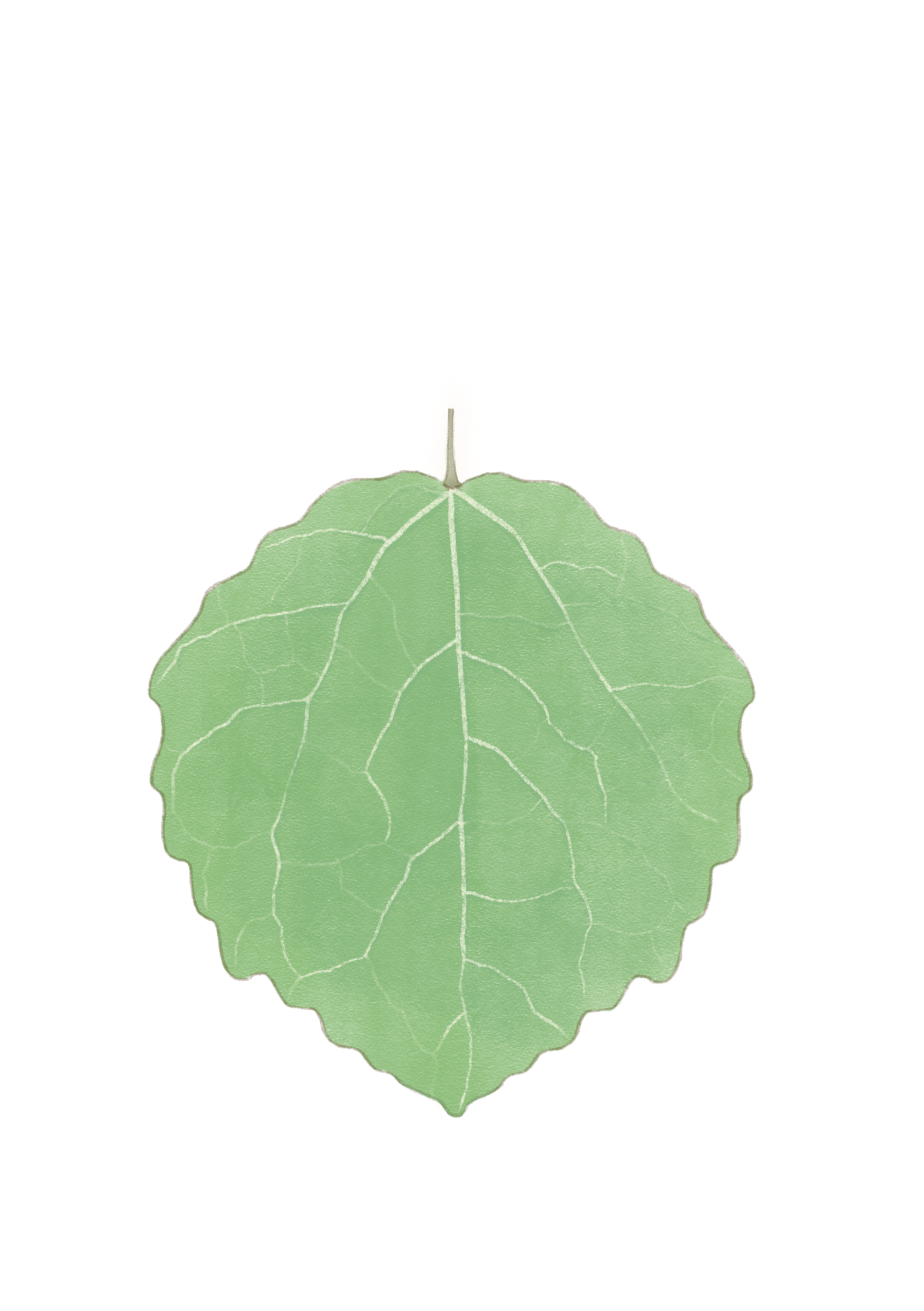 Ptre_leaf.png