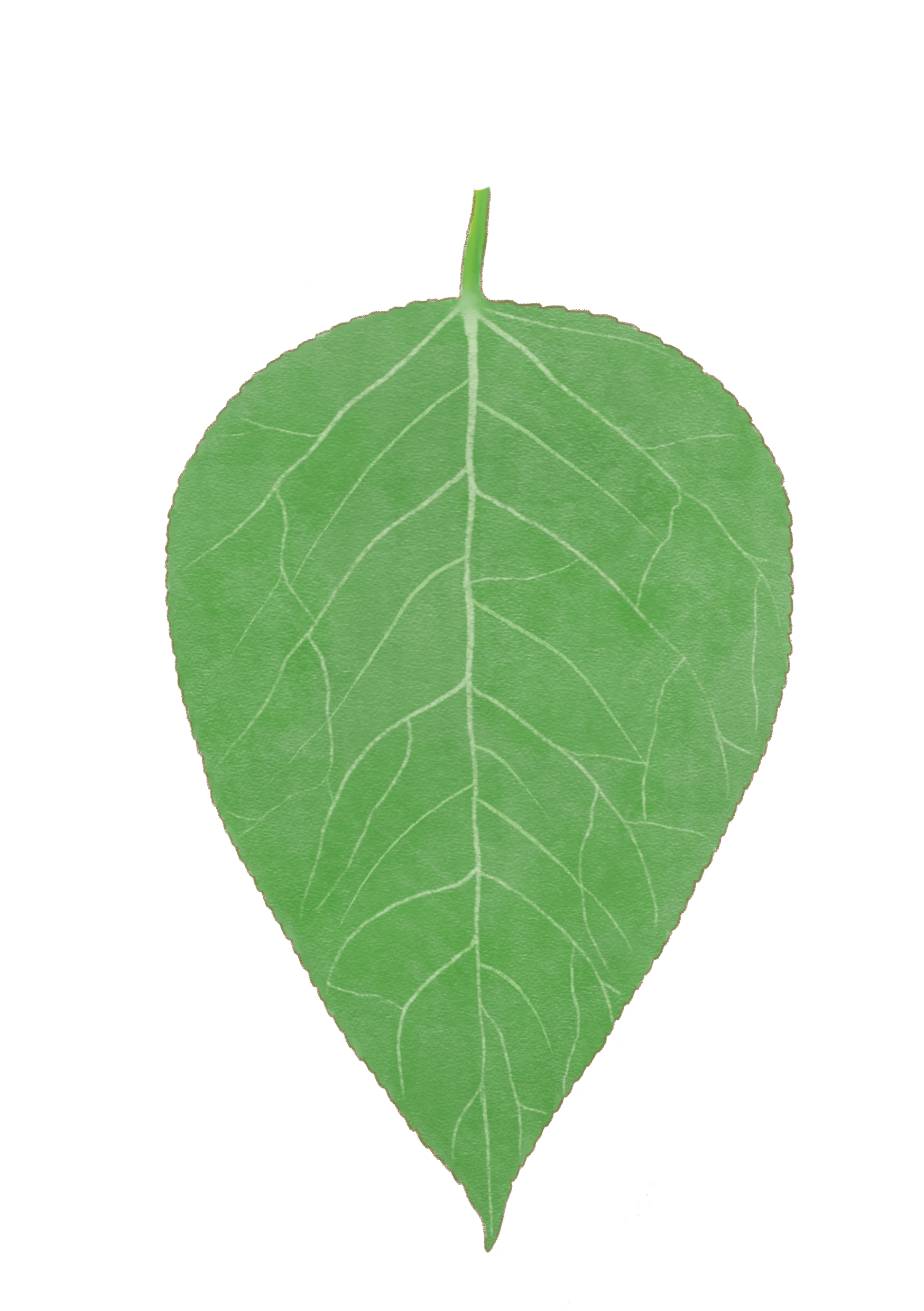 Ptri_leaf.png