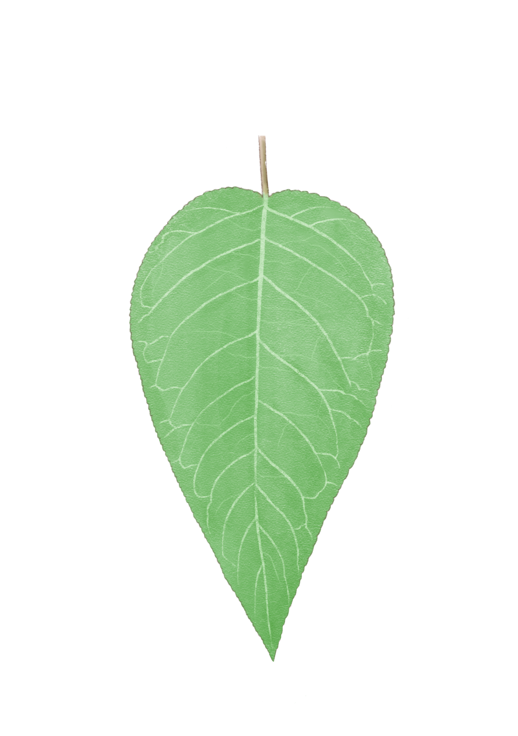 Pwua_leaf.png