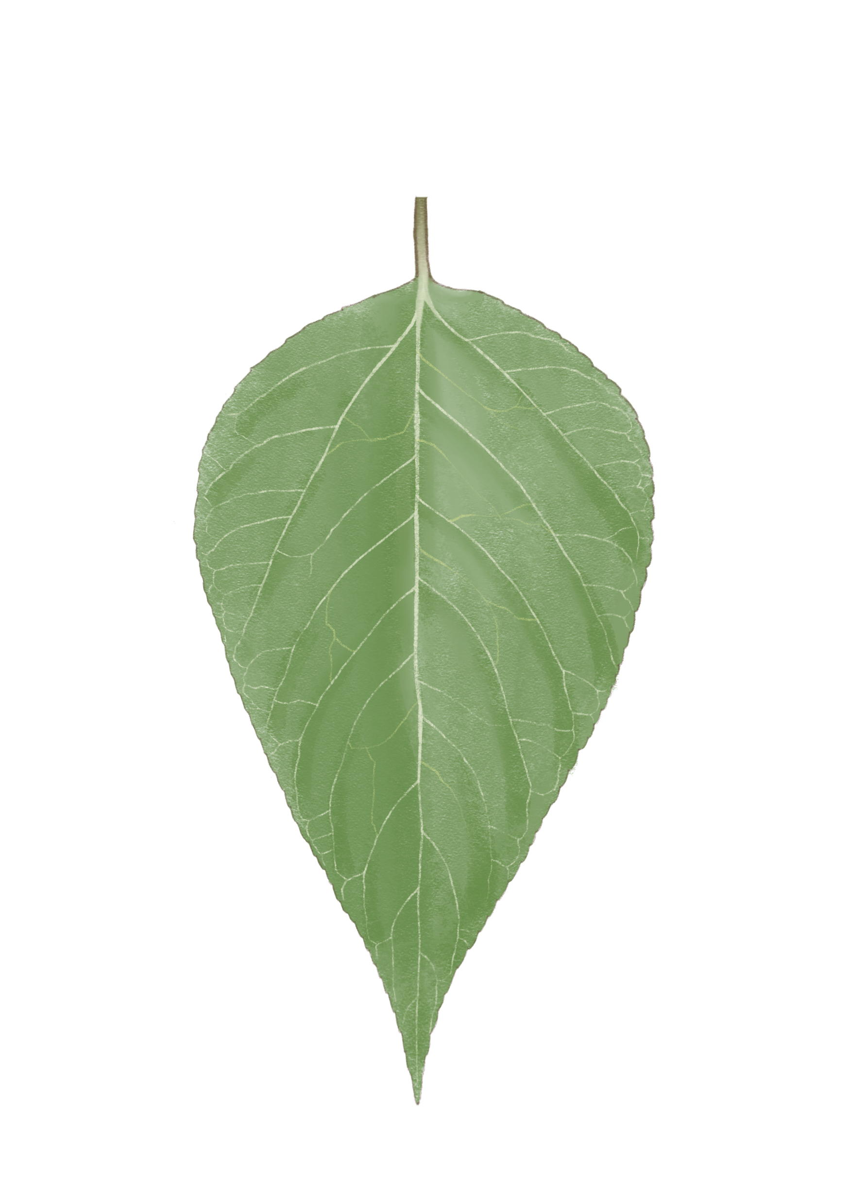 Pyun_leaf.png
